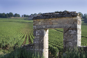 Mehr über den Artikel erfahren Burgund „ganz einfach“ –  Feine Eleganz aus Chardonnay und Pinot Noir