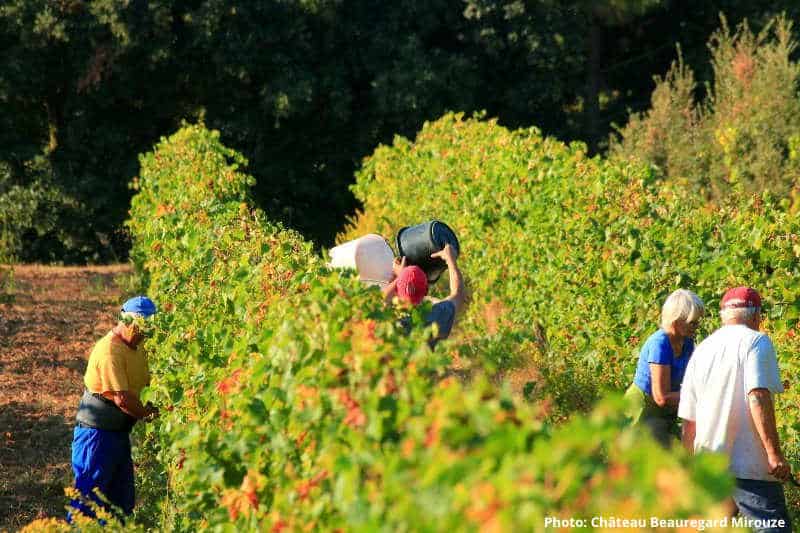 Weinlese auf Château Beauregard Mirouze