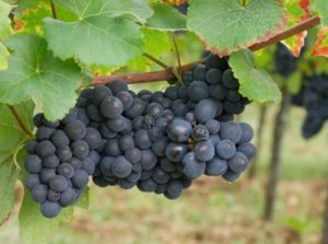 Mehr über den Artikel erfahren Pinot Noir? Oder doch lieber Spätburgunder?