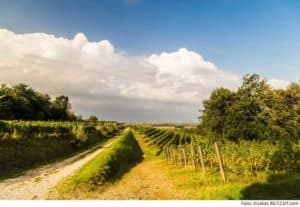 Mehr über den Artikel erfahren Naturwein: Weinwunder oder Naturkatastrophe?