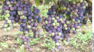 Mehr über den Artikel erfahren Same same but different – Feine Bordeaux aus St. Emilion und Umgebung