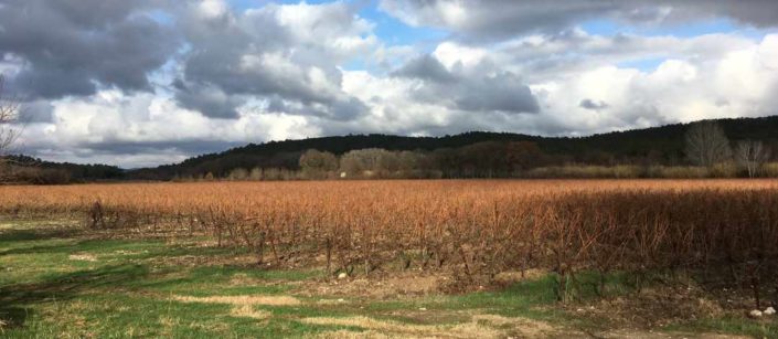 IMG_0483 – cut 1080 x winterliches rebfeld im languedoc