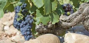 Mehr über den Artikel erfahren Landwein, Côtes-du-Rhône und Châteauneuf-du-Pape