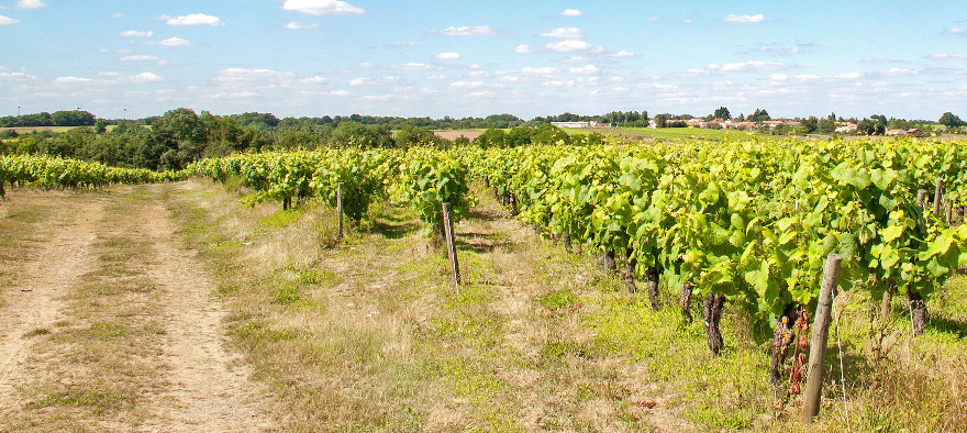 Weinberge im Pays Nantais