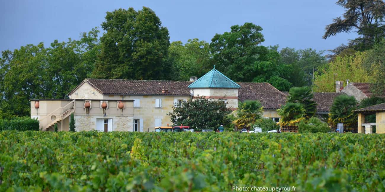 Weingut Château Peyrou - Castillon Côtes de Bordeaux