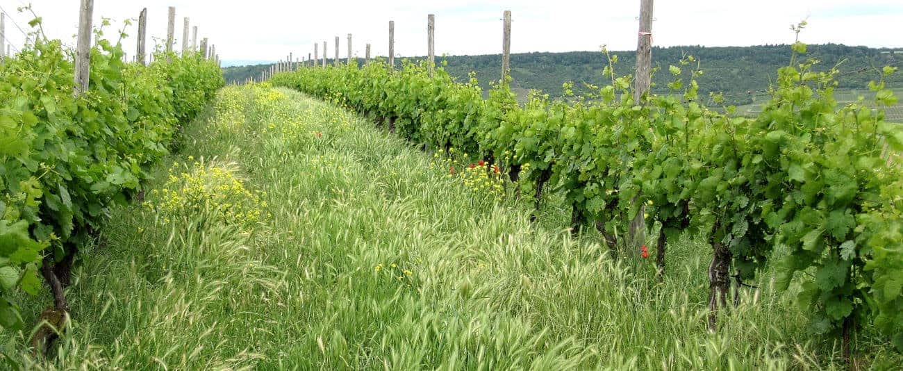 Das legendäre Flurstück 19/68 von Weingut Michael Teschke