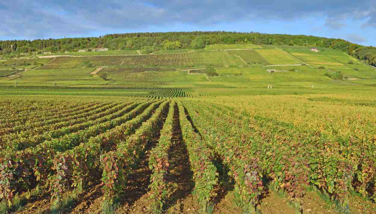 Weinberge bei Chablis